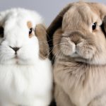 two holland rabbit one is white, one is brown