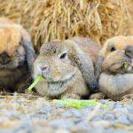 Cute holland lop rabbit