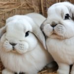 couple of holland lop rabbits