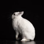 white Mini Holland Lop with black background
