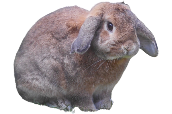 Holland Lop rabbit breed