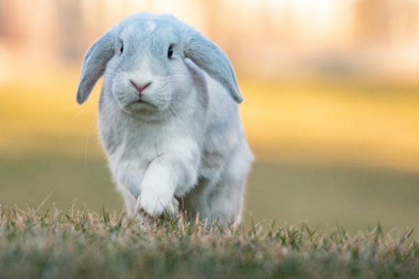 white Holland Lop Rabbit Breed