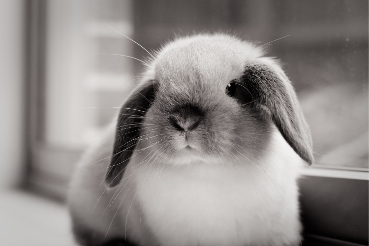 Are Mini Lop Rabbits Aggressive