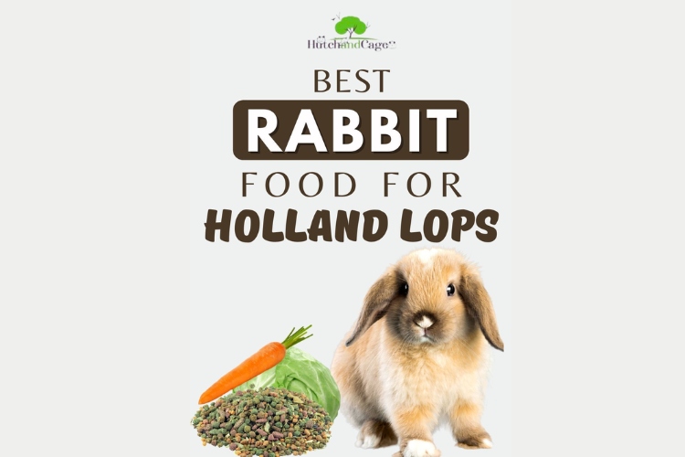 Choosing the Right Feed Selective Rabbit Food