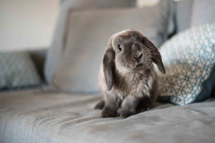 Common Questions About Holland Lop Growth