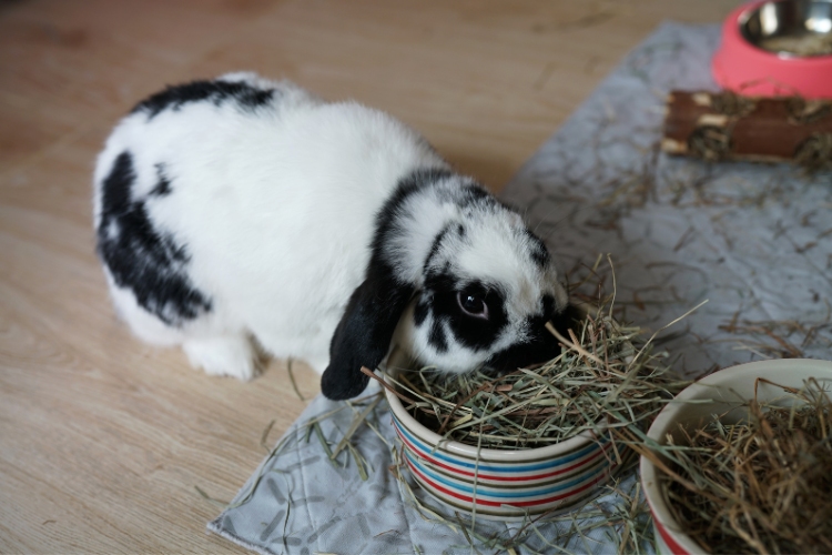 Safe Ways to Play & Interact With Your Holland Lop - Safe Ways to Play & Interact With Your Holland Lop