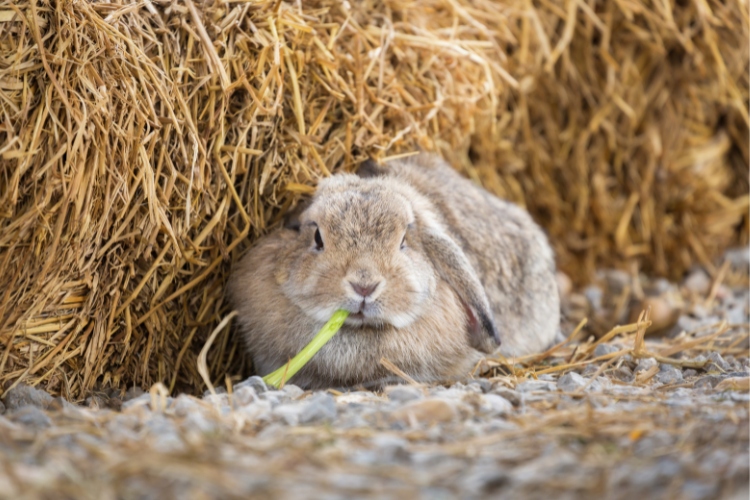 Habitat and Comfort Enhancing Your Rabbit's Living Space