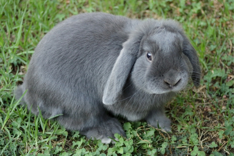 Handling and Care for Smaller Rabbit Breeds