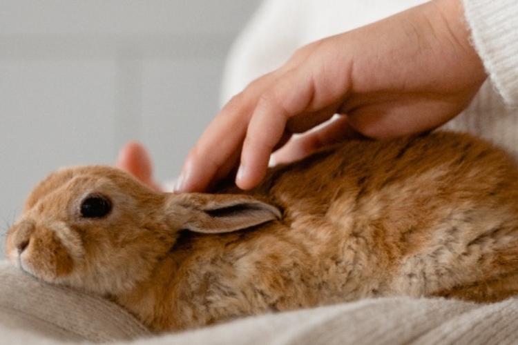 Health and Wellness Preventive Care for Your Holland Lop