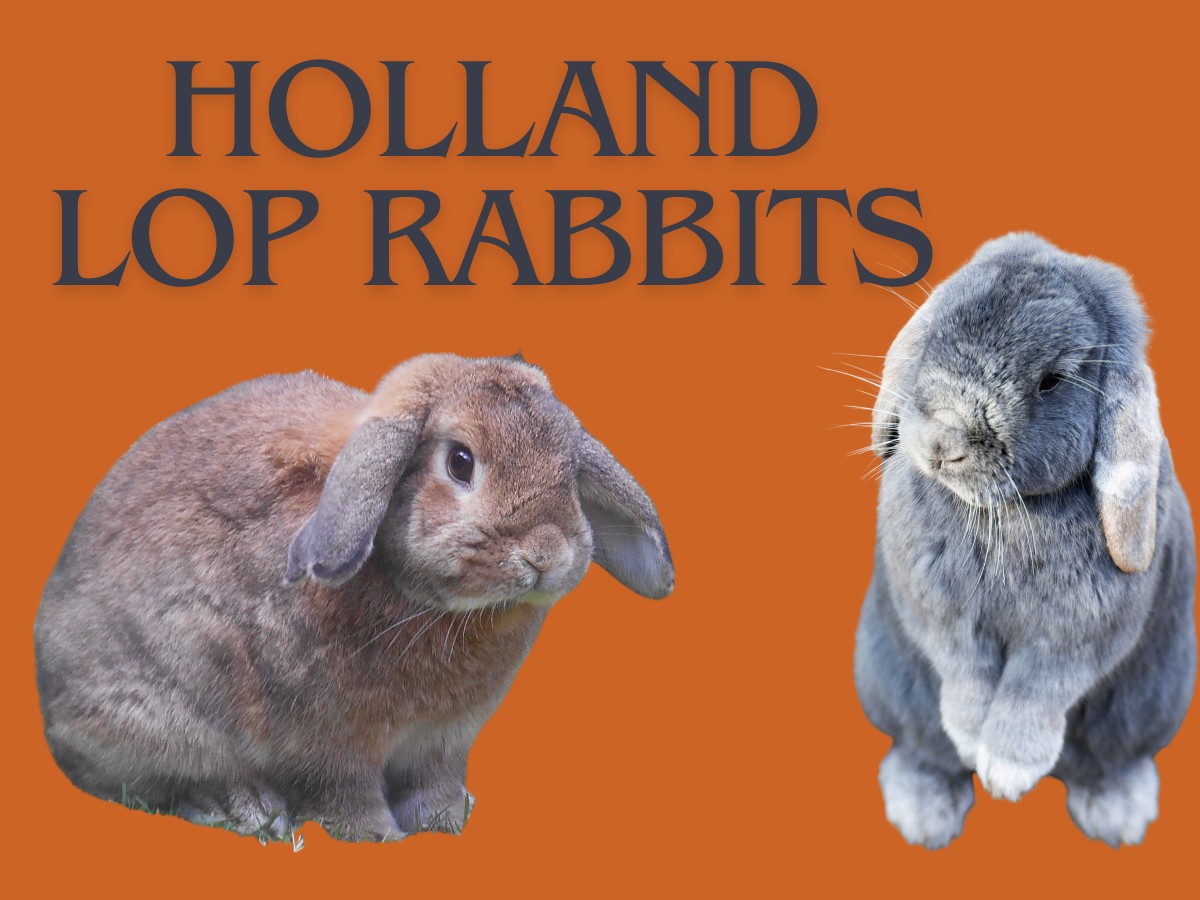 Understanding the Full Grown Size of Holland Lop Rabbits