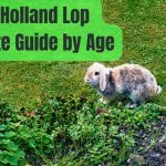 Holland Lop Size Guide by Age: A Comprehensive Growth Chart