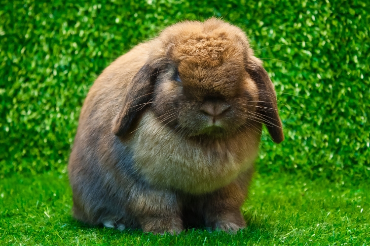 Holland Lops rabbit