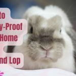 How to Bunny-Proof Your Home for a Holland Lop