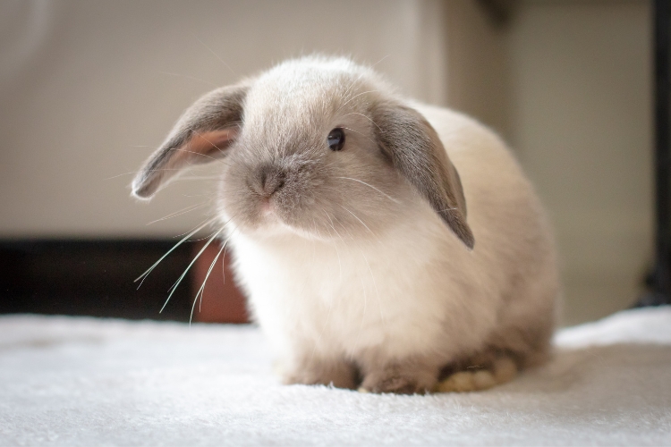 Making an Informed Decision Purchasing a Mini Lop