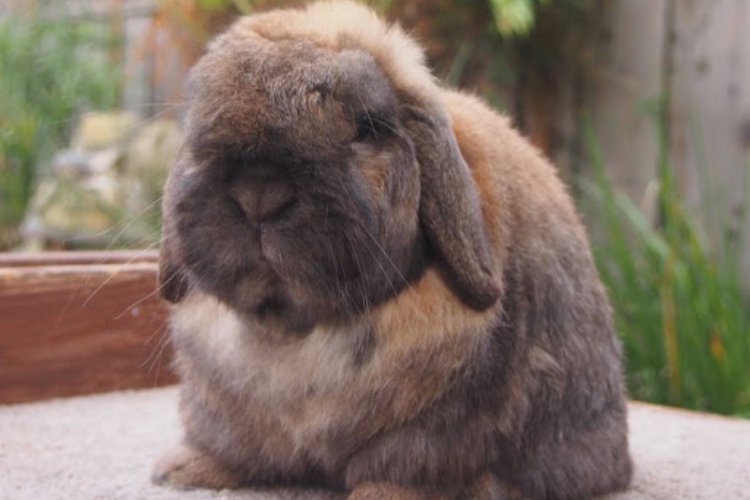 Old age holland lop rabbit