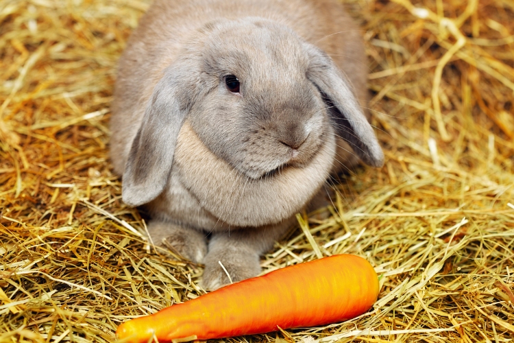 Safe Vegetables and Foods for Your Bunny