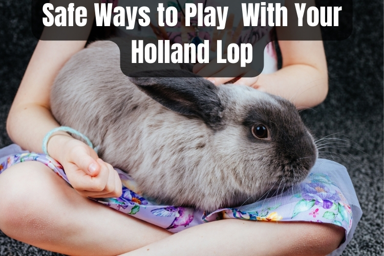 Safe Ways to Play & Interact With Your Holland Lop