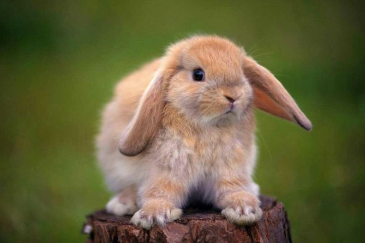 The Role of Genetics in Holland Lop Rabbit Longevity - Unveiling the Longevity Secret: Average Lifespan of a Pet Holland Lop Rabbit