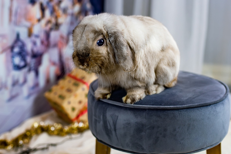 Feeding & Diet Guide for Pet Holland Lop Rabbits