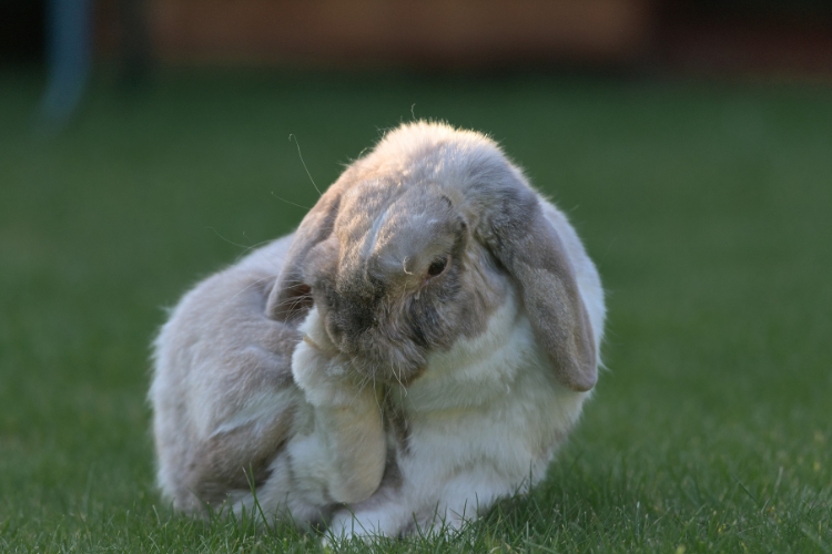 Understanding Your Rabbit's Body Language and Comfort Levels