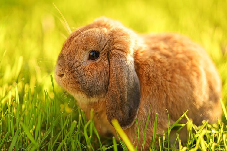 Understanding the Lifespan of a Holland Lop Rabbit