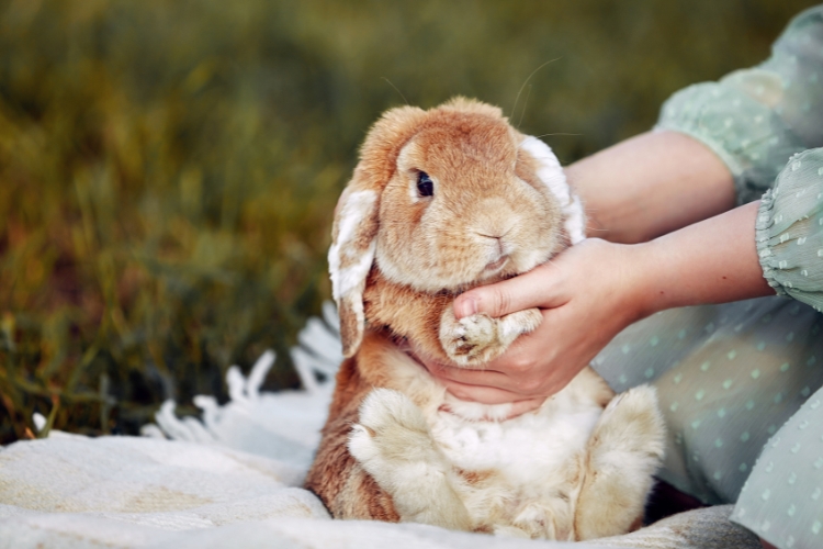 Dwarf vs Standard Holland Lop Size Differences Which Is Right for You