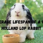 Unveiling the Longevity Secret: Average Lifespan of a Pet Holland Lop Rabbit