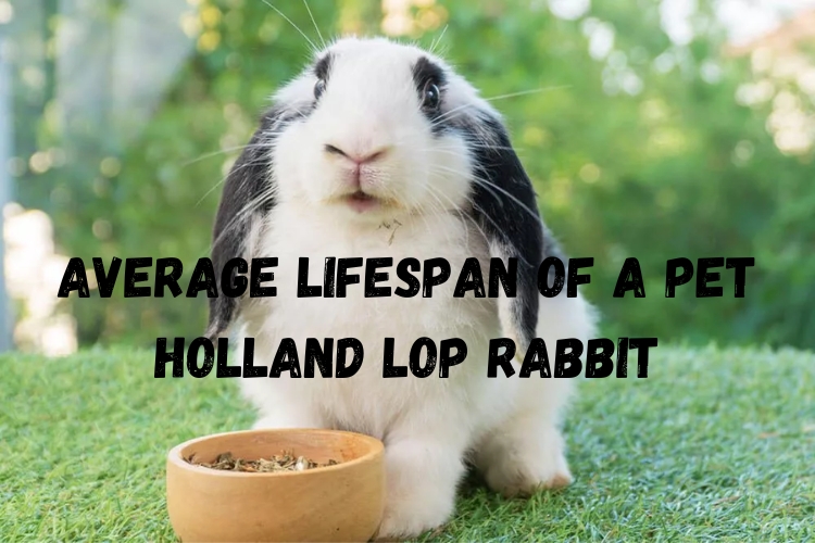 Unveiling the Longevity Secret: Average Lifespan of a Pet Holland Lop Rabbit