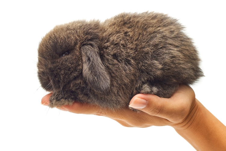 holland lop rabbit in hand