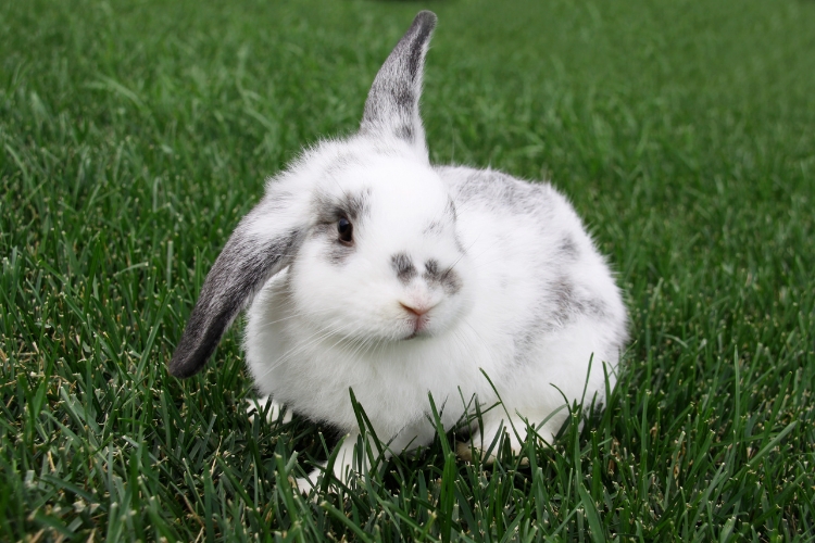 baby english lop rabbit
