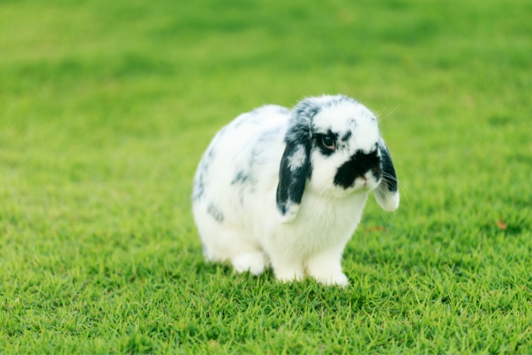 holland lop rabbit green grass ground