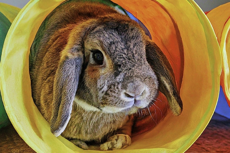 loops rabbit playing in hole