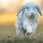 white holland loop rabbit