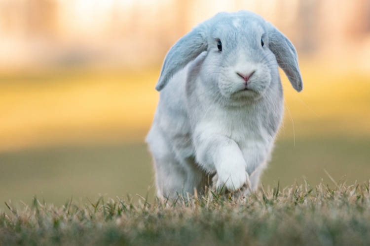 white holland loop rabbit
