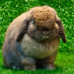 Holland Lop Bunny