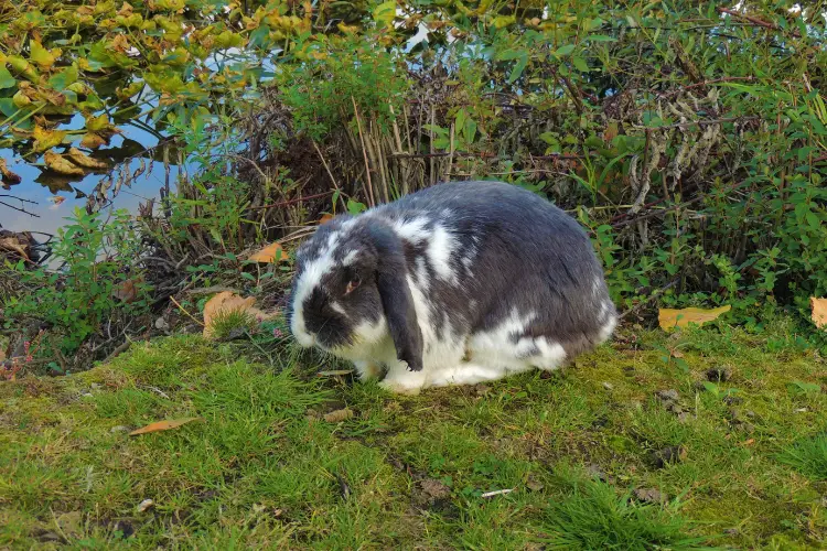 holland lop rabbit