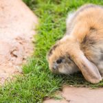 Holland Lop rabbit eating grass