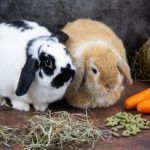 Holland Lop rabbits