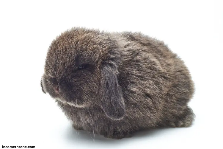 baby Holland Lop rabbit