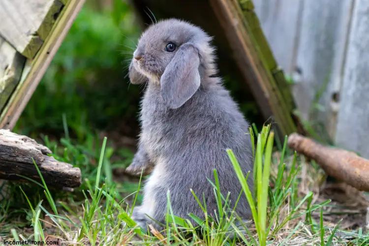 blue young Holland Lop rabbit