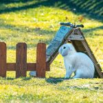 white Holland Lop rabbit