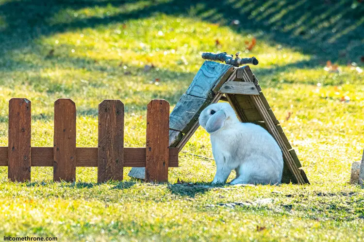 white Holland Lop rabbit