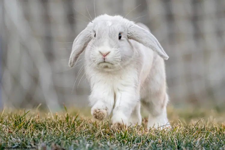 white Holland Lop rabbit walking on grass