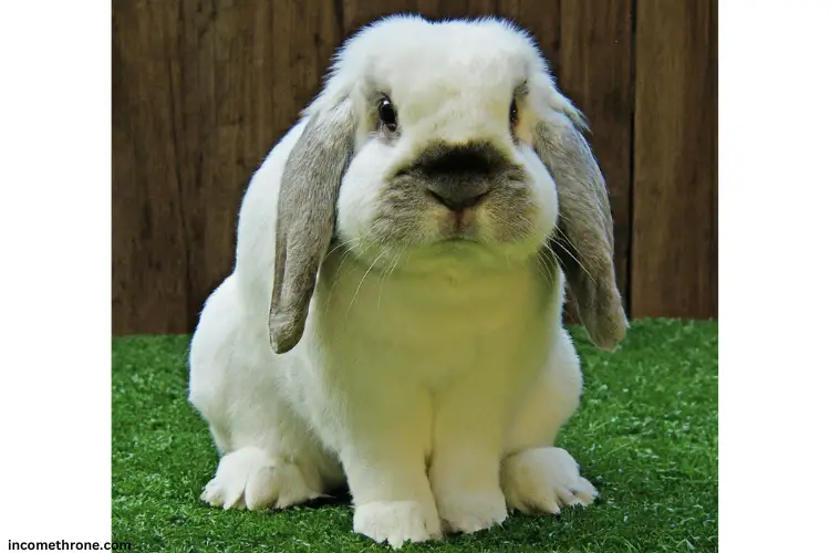 white Holland Lop