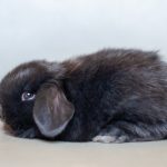 Black fluffy holland lop