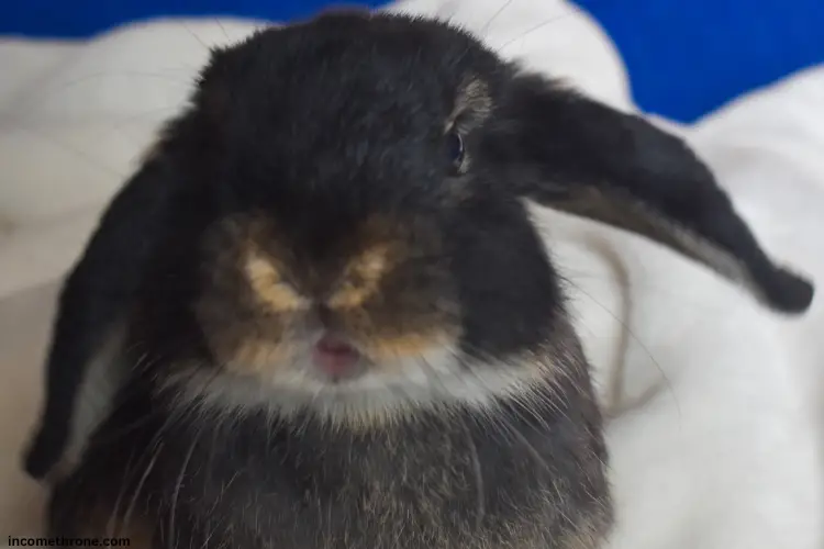 Funny Holland Lop rabbit with ear up