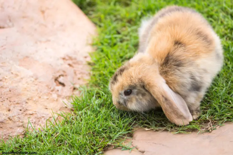 Holland Lop eating grass