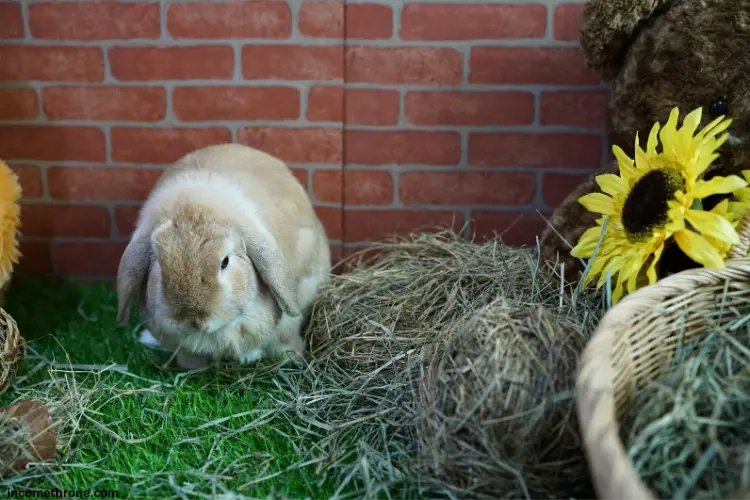 Holland Lop rabbit eating hay and enjoying life