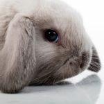 The Holland Lop rabbit with ear dropped