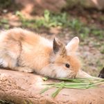 baby Holland Lop rabbit